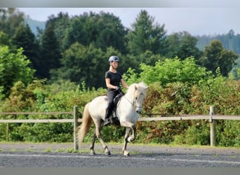IJslander, Ruin, 7 Jaar, 138 cm, Schimmel