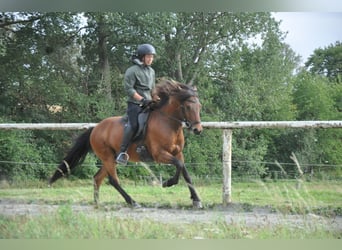 IJslander, Ruin, 7 Jaar, 139 cm, Bruin