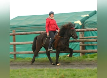 IJslander, Ruin, 7 Jaar, 140 cm, Zwart
