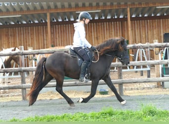 IJslander, Ruin, 7 Jaar, 140 cm, Zwart