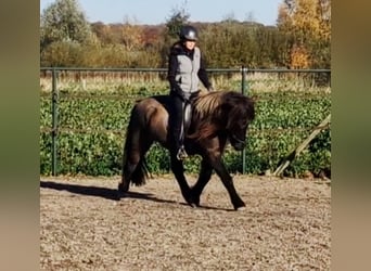 IJslander, Ruin, 7 Jaar, 141 cm, Falbe