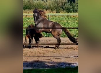 IJslander, Ruin, 7 Jaar, 141 cm, Falbe