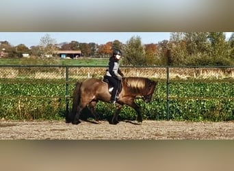 IJslander, Ruin, 7 Jaar, 141 cm, Falbe