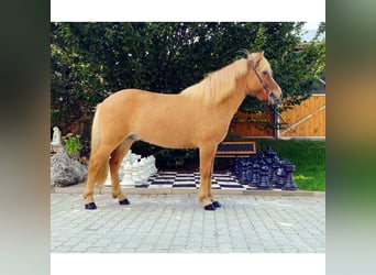 IJslander, Ruin, 7 Jaar, 142 cm, Falbe