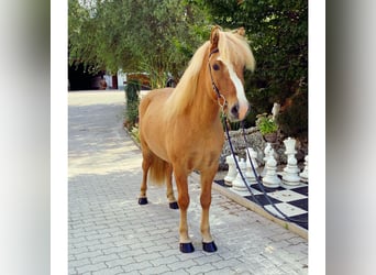 IJslander, Ruin, 7 Jaar, 142 cm, Falbe