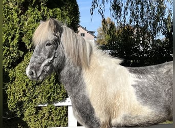 IJslander, Ruin, 7 Jaar, 143 cm, Gevlekt-paard