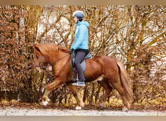 IJslander, Ruin, 7 Jaar, 144 cm, Vos