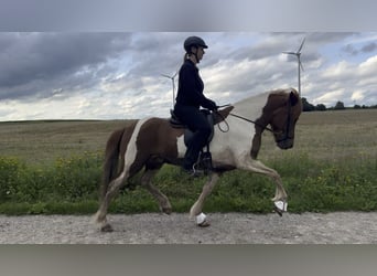 IJslander, Ruin, 7 Jaar, 148 cm, Gevlekt-paard