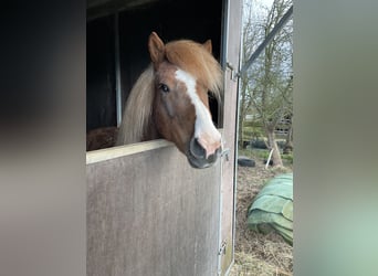 IJslander, Ruin, 8 Jaar, 132 cm, Vos