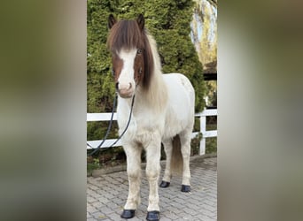 IJslander, Ruin, 8 Jaar, 138 cm, Gevlekt-paard