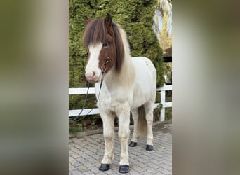 IJslander, Ruin, 8 Jaar, 138 cm, Gevlekt-paard