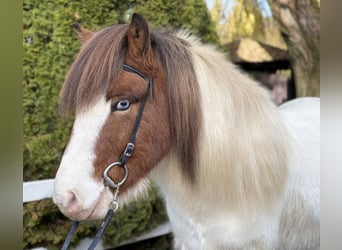 IJslander, Ruin, 8 Jaar, 138 cm, Gevlekt-paard