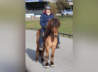 IJslander, Ruin, 8 Jaar, 139 cm, Falbe
