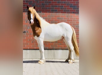 IJslander, Ruin, 8 Jaar, 140 cm, Gevlekt-paard