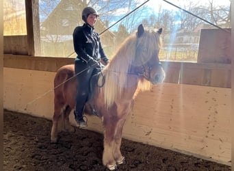 IJslander, Ruin, 8 Jaar, 140 cm, Vos