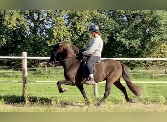IJslander, Ruin, 8 Jaar, 140 cm, Zwartbruin