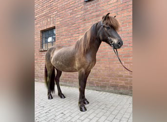 IJslander, Ruin, 8 Jaar, 140 cm, Zwartbruin