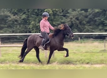 IJslander, Ruin, 8 Jaar, 140 cm, Zwartbruin