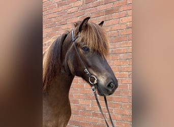 IJslander, Ruin, 8 Jaar, 140 cm, Zwartbruin