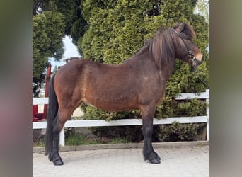 IJslander, Ruin, 8 Jaar, 144 cm, Bruin