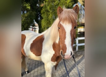 IJslander, Ruin, 8 Jaar, 144 cm, Gevlekt-paard