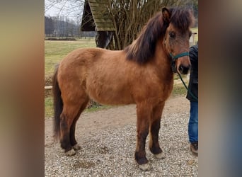 IJslander, Ruin, 8 Jaar, 145 cm, Falbe