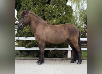 IJslander, Ruin, 8 Jaar, 146 cm, Zwart