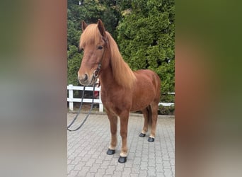 IJslander, Ruin, 8 Jaar, 147 cm, Vos