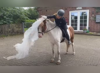 IJslander, Ruin, 9 Jaar, 138 cm, Gevlekt-paard