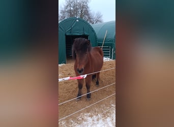 IJslander, Ruin, 9 Jaar, 140 cm, Bruin