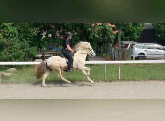 IJslander, Ruin, 9 Jaar, 140 cm, Schimmel