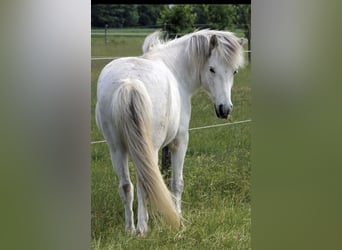 IJslander, Ruin, 9 Jaar, 140 cm, Schimmel