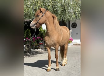 IJslander, Ruin, 9 Jaar, 141 cm, Vos