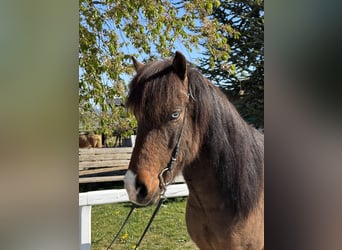 IJslander, Ruin, 9 Jaar, 142 cm, Bruin
