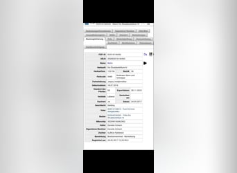 IJslander, Ruin, 9 Jaar, 142 cm, Donkerbruin