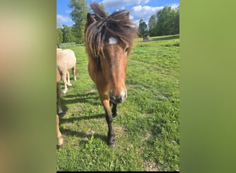 IJslander, Ruin, 9 Jaar, 142 cm, Donkerbruin