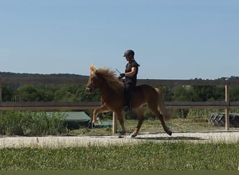 IJslander, Ruin, 9 Jaar, 143 cm, Vos