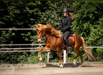 IJslander, Ruin, 9 Jaar, 147 cm, Vos