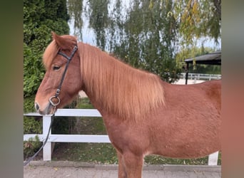 IJslander, Ruin, 9 Jaar, 147 cm, Vos