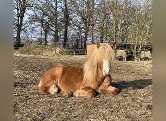 IJslander, Ruin, 9 Jaar, 149 cm, Roodvos