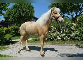 IJslander, Ruin, 9 Jaar, Palomino
