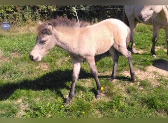 IJslander, Ruin, Veulen (08/2025), 138 cm, Falbe