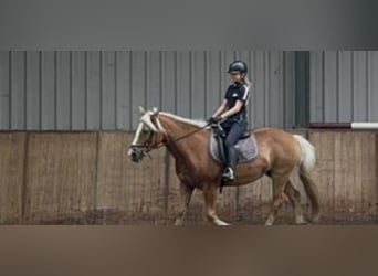 Ik zoek een verzorg pony 