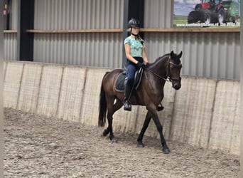 Ik zoek een verzorgpony of paard.