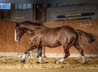 American Quarter Horse, Hengst, 8 Jaar, 150 cm, Vos