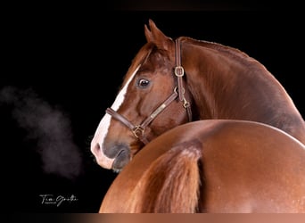 American Quarter Horse, Stallion, 8 years, 14.2 hh, Chestnut-Red