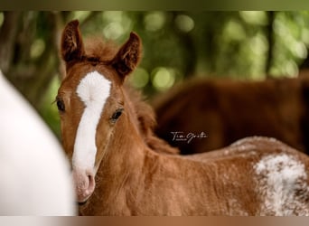 American Quarter Horse, Stallion, 8 years, 14.2 hh, Chestnut-Red