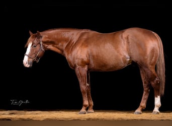 Quarter horse américain, Étalon, 8 Ans, 150 cm, Alezan