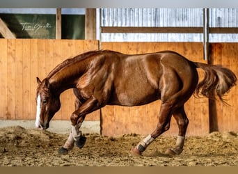 Quarter horse américain, Étalon, 8 Ans, 150 cm, Alezan