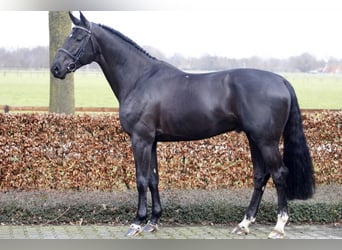Bavarian Warmblood, Stallion, 16 years, 16.2 hh, Black